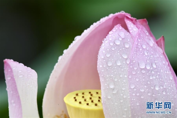 (新华视界)(3)福州:雨荷