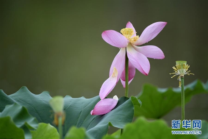 （新华视界）（7）福州：雨荷