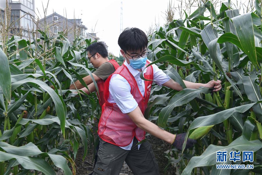 6月8日，志愿者帮助低保户老人收获玉米。 当日，浙江省慈溪市钱海军志愿服务中心的志愿者们来到慈溪市崇寿镇海运村，帮助与该中心结对的低保户老人，一起收获地里成熟的玉米，并通过线上直播、线下设摊的形式进行义卖。近期，浙江省慈溪市钱海军志愿服务中心举办多次爱心助农活动，组织青年志愿者到农村帮助孤寡老人、低保户、残疾农户采收蔬菜、水果并进行义卖。 新华社记者 徐昱 摄