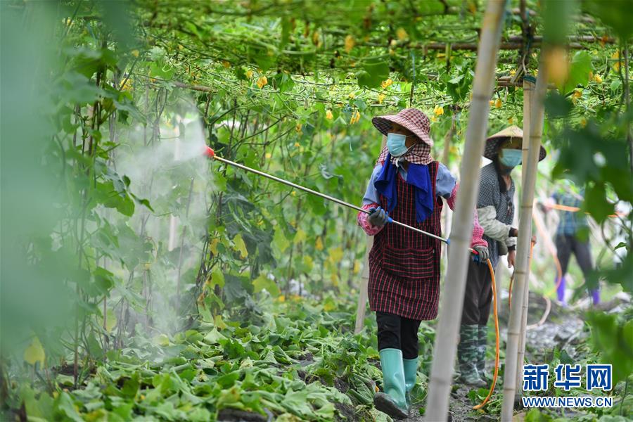 6月9日，在江华瑶族自治县涛圩镇凤尾村蔬菜基地，农户对农作物进行喷洒消毒。 近日，受连续强降雨影响，湖南省永州市江华瑶族自治县遭遇洪涝灾害，部分农田受灾。目前，江华瑶族自治县洪水已退，群众在当地相关部门引导下积极开展生产自救。 新华社记者 陈泽国 摄