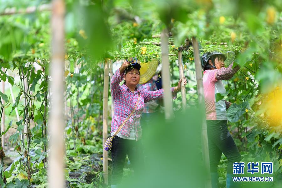 6月9日，在江华瑶族自治县涛圩镇凤尾村蔬菜基地，农户在修剪枝叶。 近日，受连续强降雨影响，湖南省永州市江华瑶族自治县遭遇洪涝灾害，部分农田受灾。目前，江华瑶族自治县洪水已退，群众在当地相关部门引导下积极开展生产自救。 新华社记者 陈泽国 摄