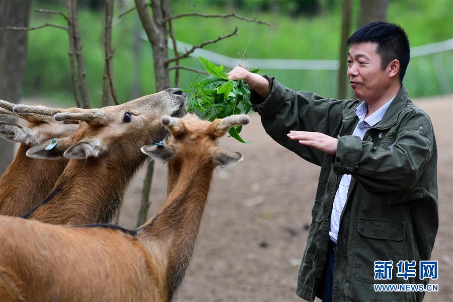 6月10日，任义军在江苏大丰麋鹿国家级自然保护区中华麋鹿园内与人工驯养的麋鹿互动。 新华社记者 李博 摄