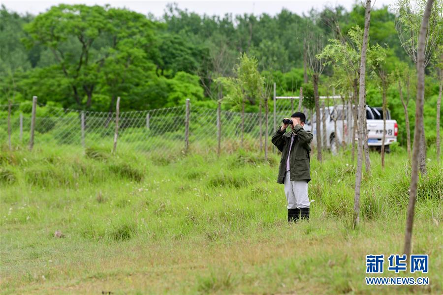 6月11日，任义军在江苏大丰麋鹿国家级自然保护区内观看麋鹿种群活动情况。新华社记者 李博 摄