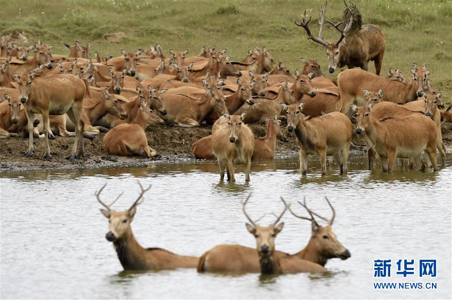 6月11日，在江苏大丰麋鹿国家级自然保护区，麋鹿在水塘附近休憩。 新华社记者 韩瑜庆 摄