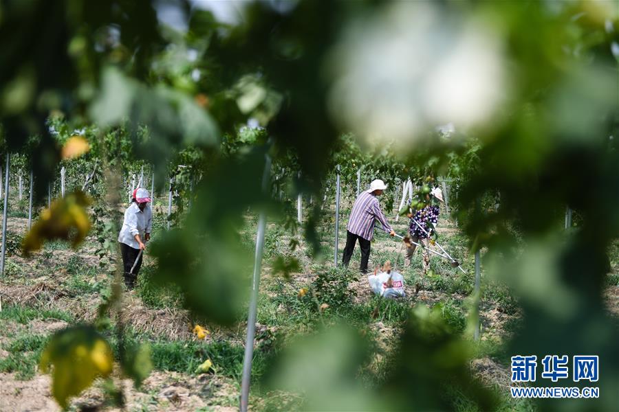 村民在宿迁市宿城区中扬镇蒋刘村瓜蒌种植基地除草（6月11日摄）。新华社记者 季春鹏 摄
