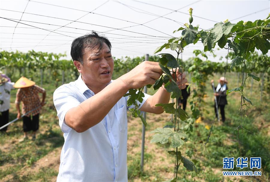 在宿迁市宿城区中扬镇蒋刘村，刘泰苡在瓜蒌种植基地进行田间管护（6月11日摄）。