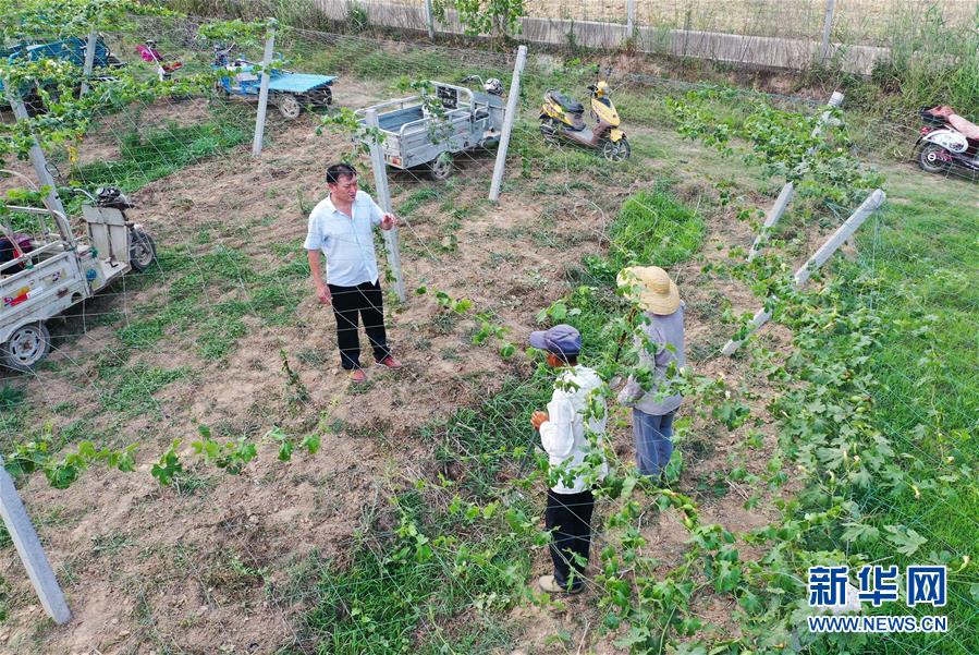 在宿迁市宿城区中扬镇蒋刘村，刘泰苡在瓜蒌种植基地对村民进行指导（6月11日摄，无人机照片）。新华社记者 季春鹏 摄