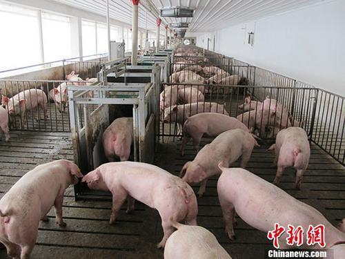 资料图：生猪养殖场。 <a target='_blank' href='http://www.chinanews.com/'>中新社</a>记者 林浩 摄
