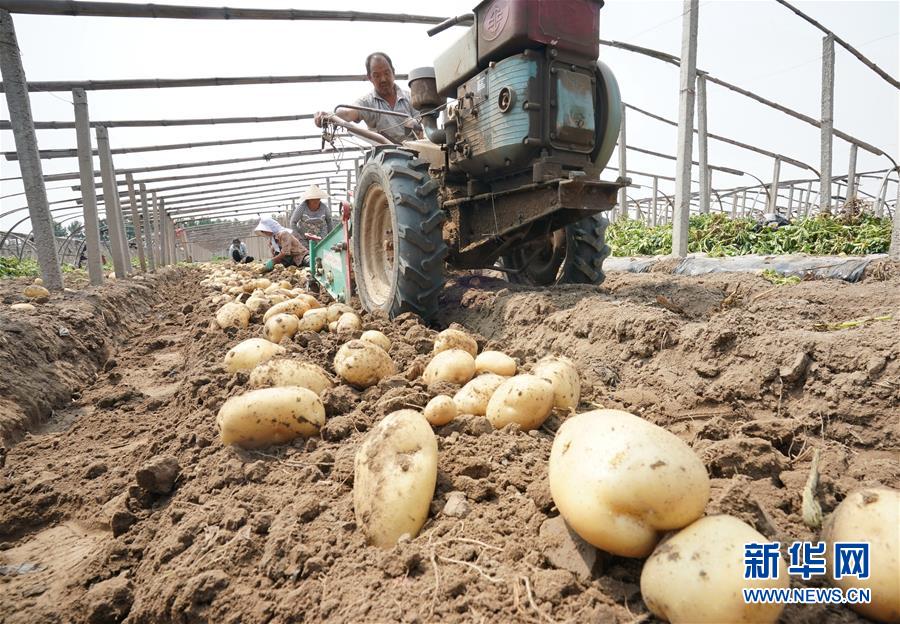 （社会）（1）河北昌黎：马铃薯种植促增收