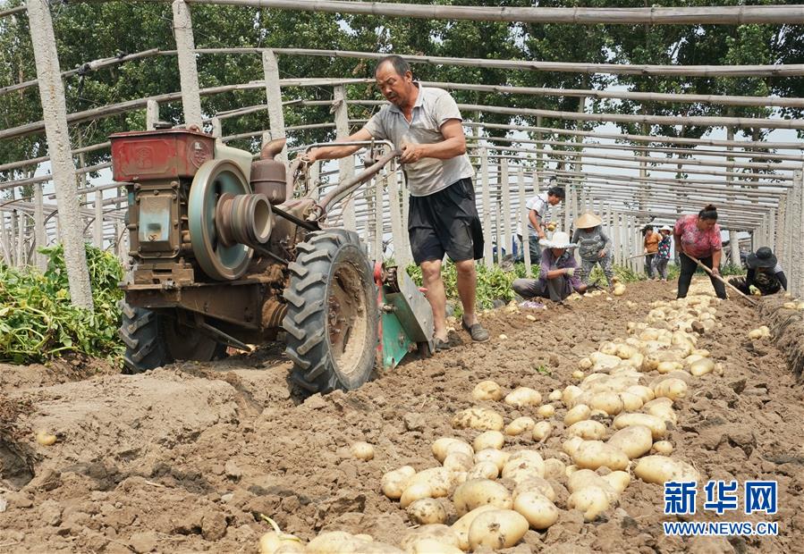 （社会）（2）河北昌黎：马铃薯种植促增收