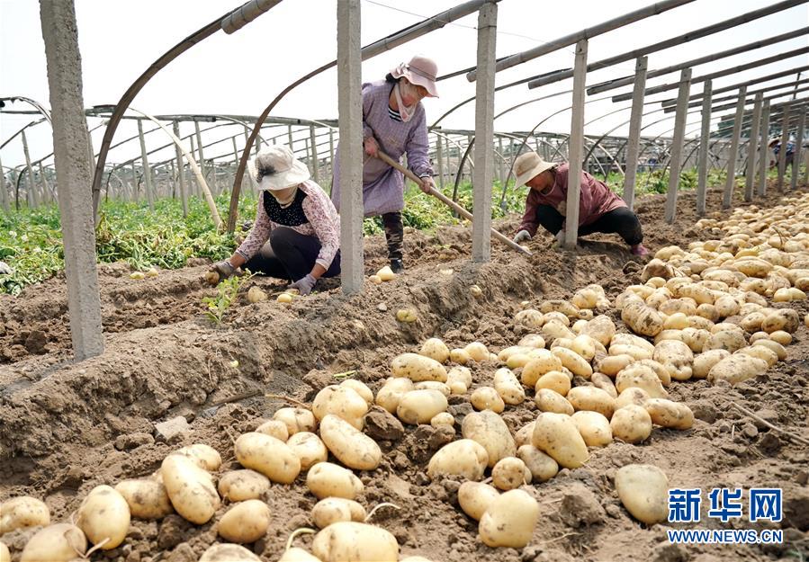 （社会）（3）河北昌黎：马铃薯种植促增收
