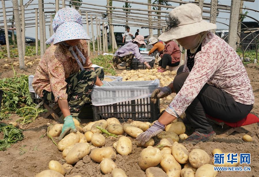 （社会）（4）河北昌黎：马铃薯种植促增收