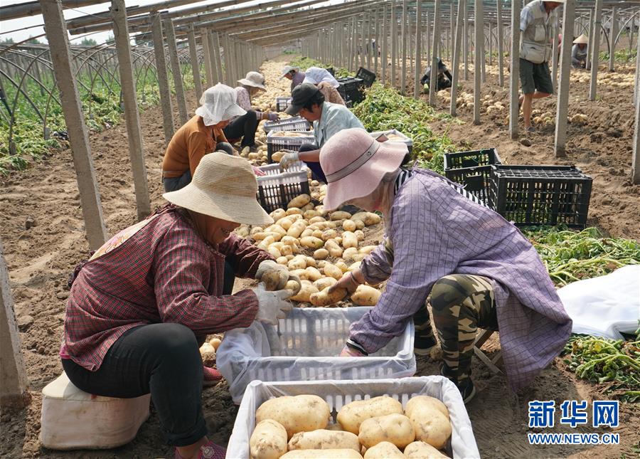 （社会）（5）河北昌黎：马铃薯种植促增收