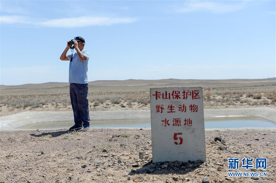 在新疆卡拉麦里山有蹄类野生动物自然保护区一处水源地，与普氏野马相伴19年的阿达比亚特观察远处的野马（6月3日摄）。新华社记者 丁磊 摄