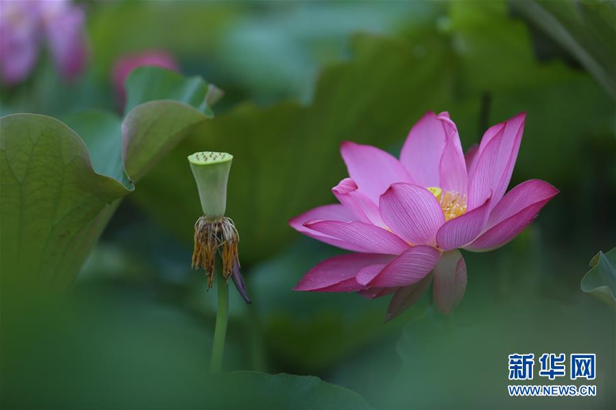 6月15日在贵州省黔南布依族苗族自治州福泉市陆坪镇福兴村拍摄的荷花，陆续绽放的荷花幽香浮动，沁人心脾。 新华社发（肖伟 摄）