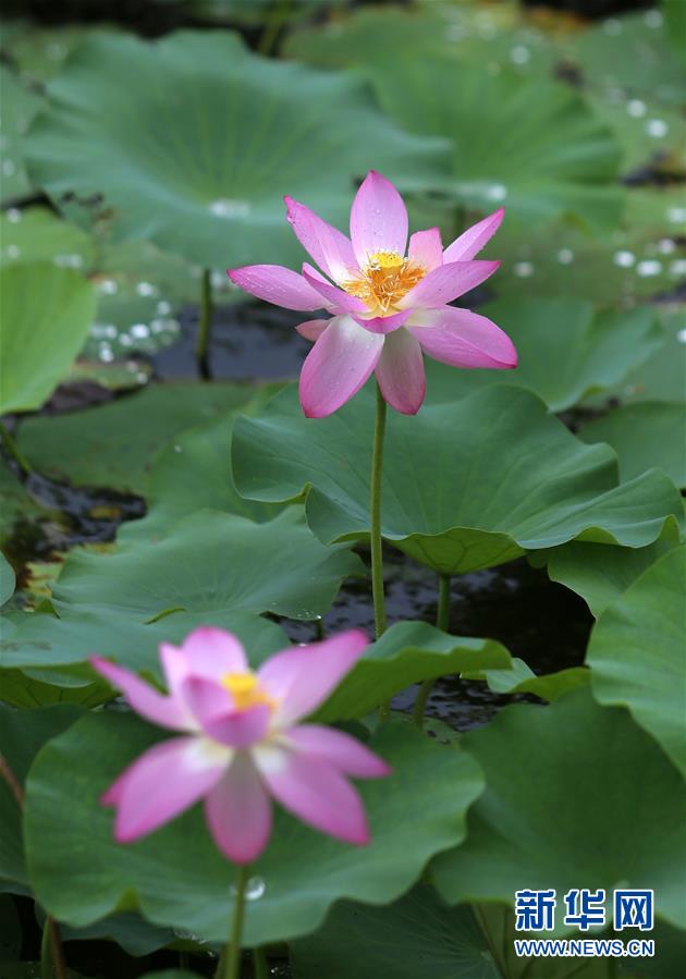 6月15日，在江苏省扬州市运河三湾风景区，荷花在雨中绽放。 新华社发（孟德龙 摄）