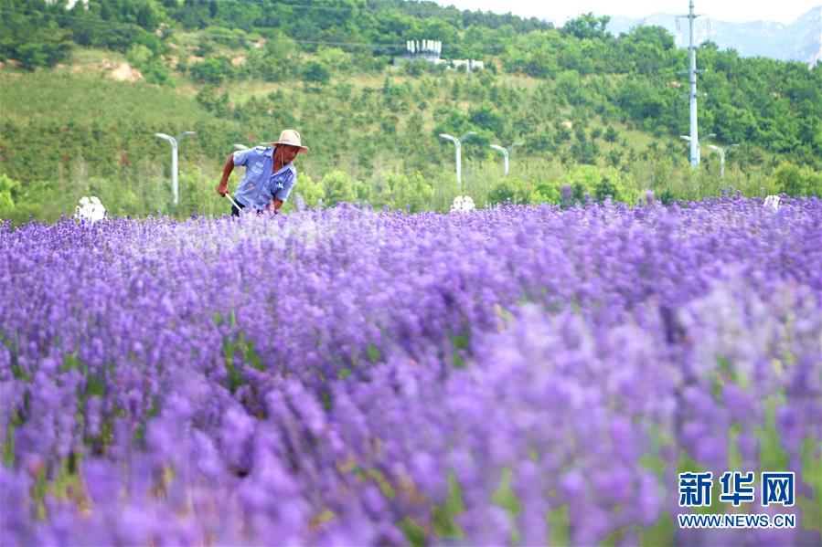 #(新华视界)(4)山东青岛:薰衣草引客来