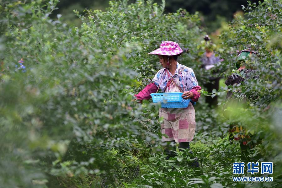 6月17日，村民在贵州省丹寨县排调镇排调村的蓝莓种植基地里采摘蓝莓。 贵州省黔东南苗族侗族自治州丹寨县排调镇排调村蓝莓种植基地的120多亩蓝莓陆续进入采收期，当地村民忙着采摘、分拣、挑运蓝莓，种植基地里一派喜获丰收的繁忙景象。 新华社发（杨武魁 摄）