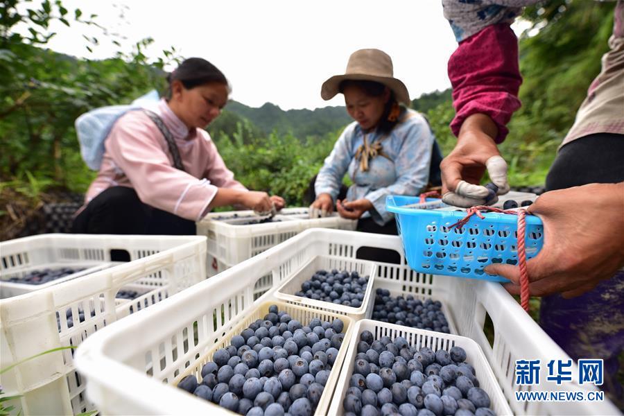 6月17日，村民在贵州省丹寨县排调镇排调村的蓝莓种植基地里采摘蓝莓。 贵州省黔东南苗族侗族自治州丹寨县排调镇排调村蓝莓种植基地的120多亩蓝莓陆续进入采收期，当地村民忙着采摘、分拣、挑运蓝莓，种植基地里一派喜获丰收的繁忙景象。 新华社发（杨武魁 摄）