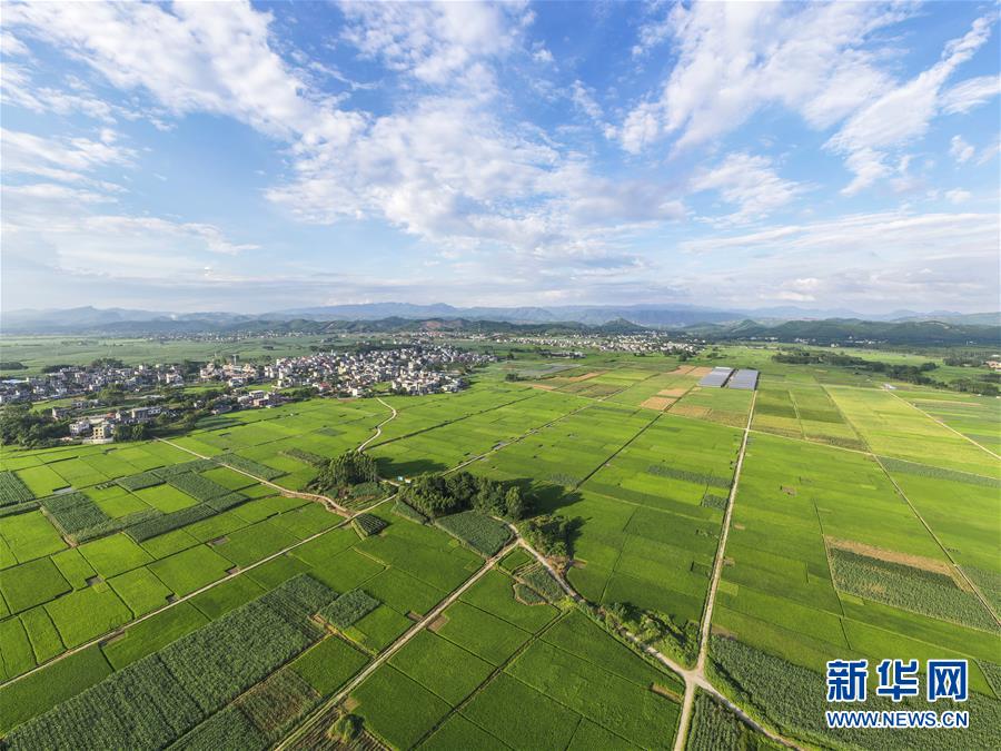 广西武宣县二塘镇的田园风光（6月18日摄，无人机照片）。 夏日时节，广西武宣县二塘镇的田间绿意盎然，景色如画。 新华社记者 曹祎铭 摄