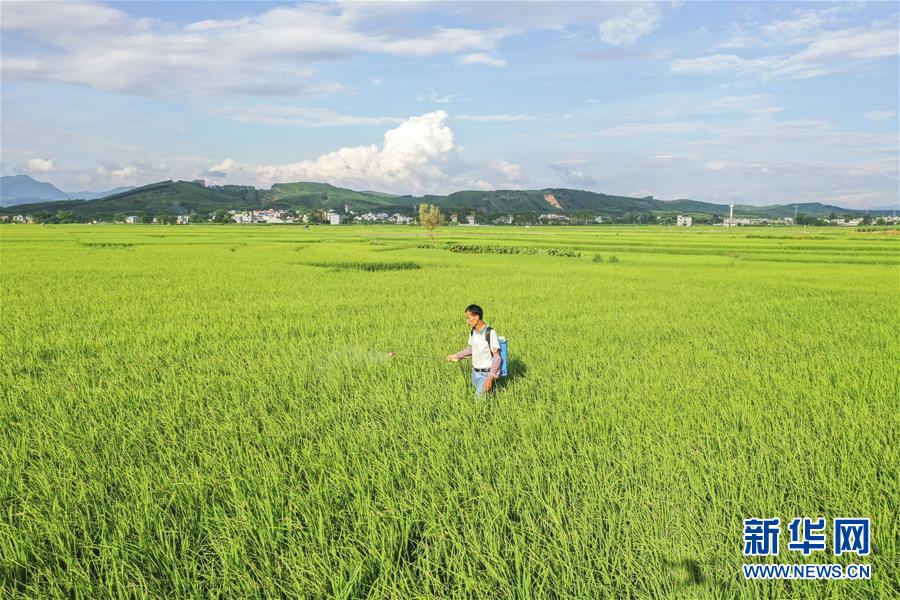 广西武宣县二塘镇的农民在稻田里劳作（6月18日摄，无人机照片）。 夏日时节，广西武宣县二塘镇的田间绿意盎然，景色如画。 新华社记者 曹祎铭 摄