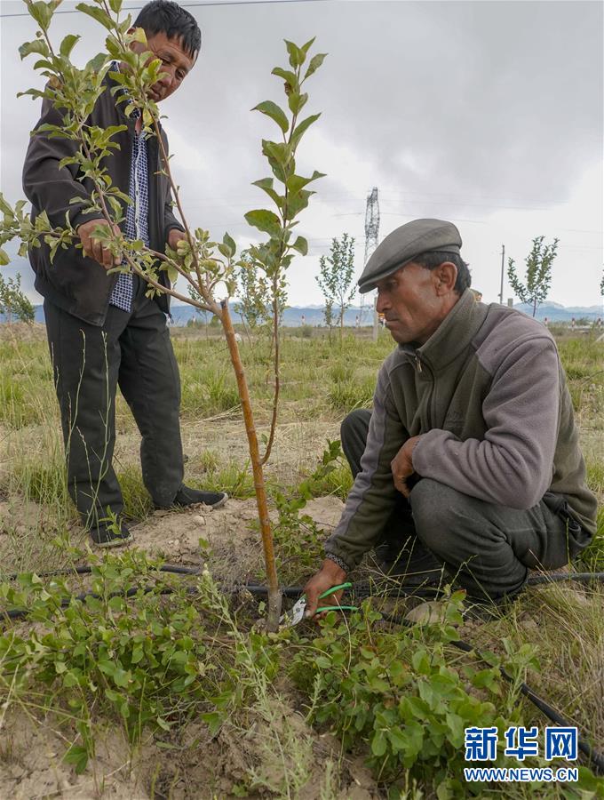 在新疆察布查尔锡伯自治县一处生态扶贫林，来自海努克乡的两名村民在修剪树枝（6月16日摄）。新华社记者 赵戈 摄