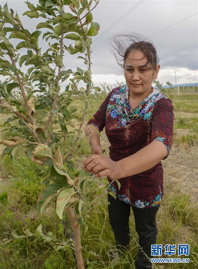 在新疆察布查尔锡伯自治县一处生态扶贫林，来自海努克乡托普亚尕奇村的贫困户沙比热木·玛合木提在修剪树枝（6月16日摄）。新华社记者 赵戈 摄