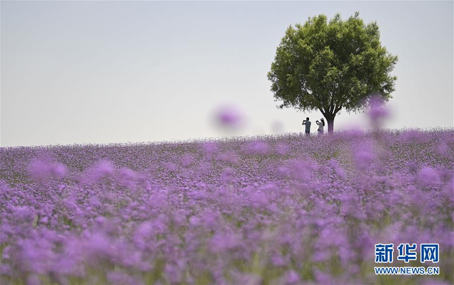 游客在宁夏艾伊薰衣草生态基地的马鞭草花海中自拍（6月20日摄）。夏至时节，在地处毛乌素沙地边缘的宁夏银川市艾伊薰衣草生态基地，数千亩马鞭草绽放飘香。该基地通过改良荒漠土地，种植薰衣草、马鞭草、九叶菊等花卉以及樟子松、新疆杨等20余种树木，昔日的荒漠变身花海绿洲，走出一条生态治理、沙漠旅游和花卉产业为一体的生态发展之路。新华社记者 王鹏 摄