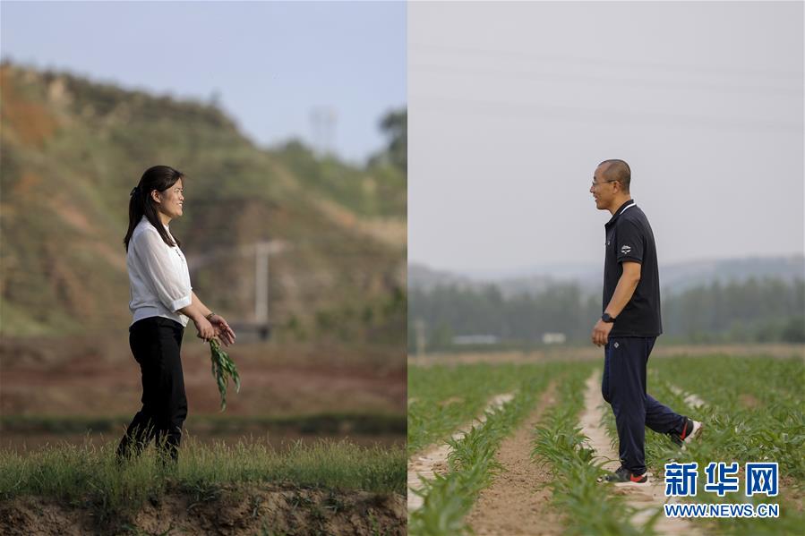 拼版照片：左图为6月3日拍摄的山西省兴县南通村第一书记李翠叶走在田埂上（新华社发 刘亮亮摄）；右图为6月10日拍摄的山西省岚县井峪堡村第一书记刘志军走在田间（新华社记者曹阳摄）。 新华社发