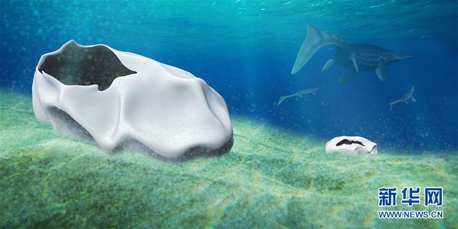 (国际)(2)科学家确认白垩纪“海洋霸主”沧龙的蛋化石