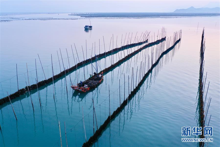 福建省霞浦县长春镇渔民在清晨时分晾晒海带（4月16日摄，无人机照片）。新华社记者 姜克红 摄