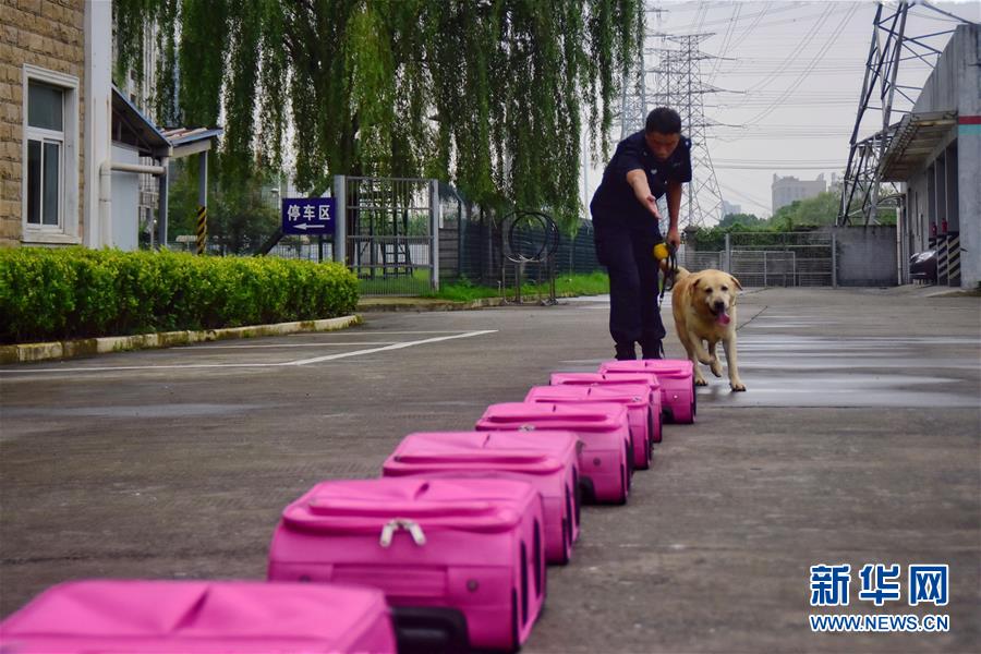 6月24日，缉毒犬“多多”在训练中。　新华社记者 郑梦雨 摄