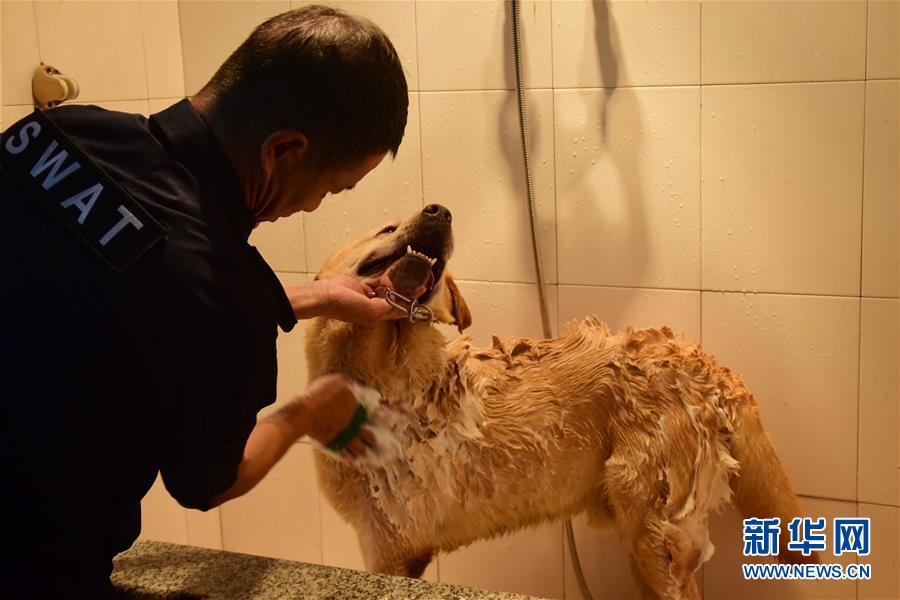 6月24日，训导员周吉荣为缉毒犬“多多”洗澡。 新华社记者 郑梦雨 摄