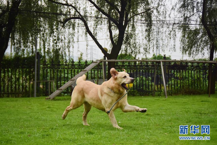 6月24日，缉毒犬“多多”在训练场上奔跑。 新华社记者 郑梦雨 摄