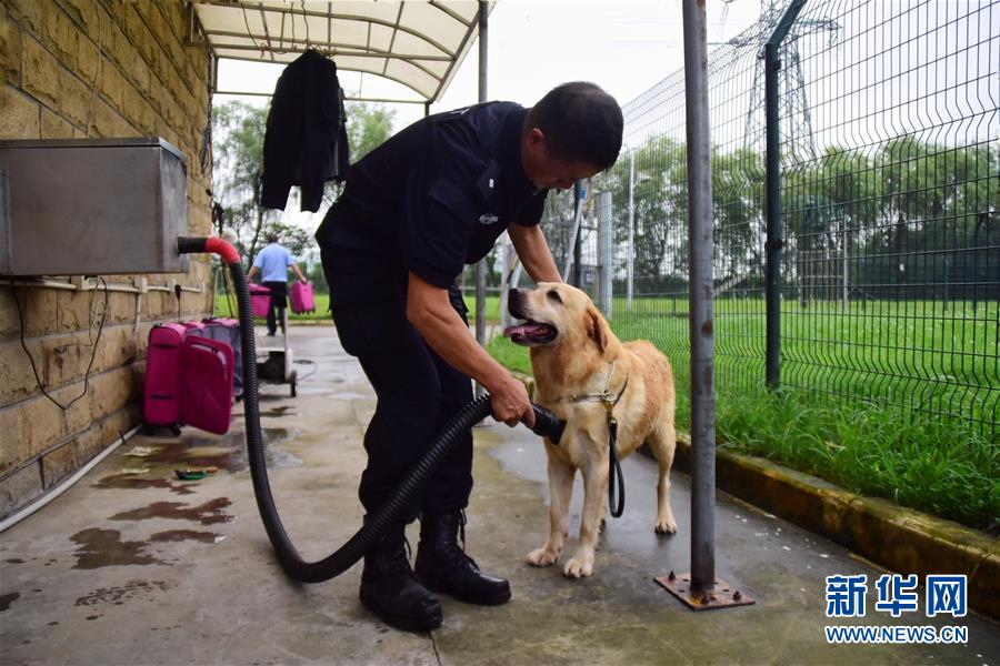 6月24日，缉毒犬“多多”洗澡后，训导员周吉荣将其毛发吹干。 新华社记者 郑梦雨 摄