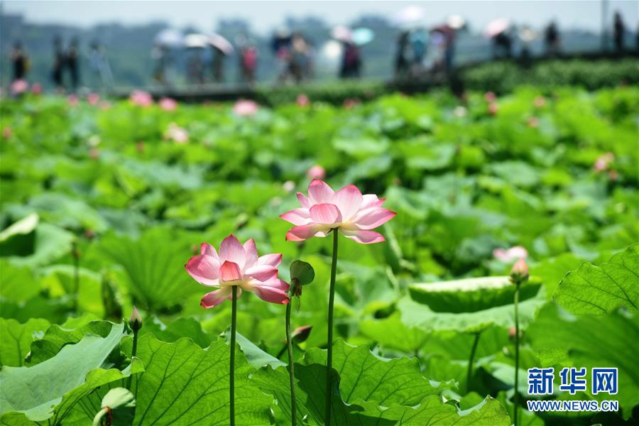 6月26日，游客在江苏省淮安市楚秀园公园欣赏荷花。 端午期间正值各地荷花进入盛花期，人们纷纷走出家门赏荷度假日。 新华社发（赵启瑞 摄）