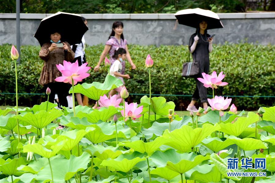 6月27日，游客在郑州紫荆山公园内观赏荷花。 当日是端午假期最后一天，不少游人来到河南郑州紫荆山公园，赏荷度假。 新华社记者朱祥摄