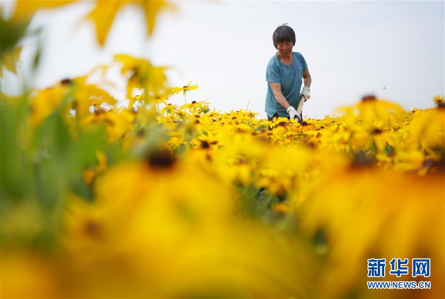 6月27日，河北内丘县扁鹊药谷中药材种植基地工人在对黑心金光菊进行管护。 近年来，河北省内丘县依托当地山地丘陵地理优势，结合市场需求，引导农民发展黑心金光菊、桔梗、黄芩等中药材种植，打造规模化中药材种植示范园区，推进农业与乡村旅游相融合，有效带动农业增效、农民增收。 新华社记者 朱旭东 摄