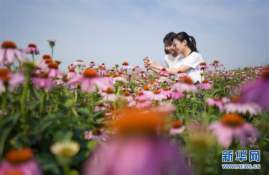 6月27日，游客在内丘县扁鹊药谷中药材种植基地拍照游玩。 近年来，河北省内丘县依托当地山地丘陵地理优势，结合市场需求，引导农民发展黑心金光菊、桔梗、黄芩等中药材种植，打造规模化中药材种植示范园区，推进农业与乡村旅游相融合，有效带动农业增效、农民增收。 新华社记者 朱旭东 摄