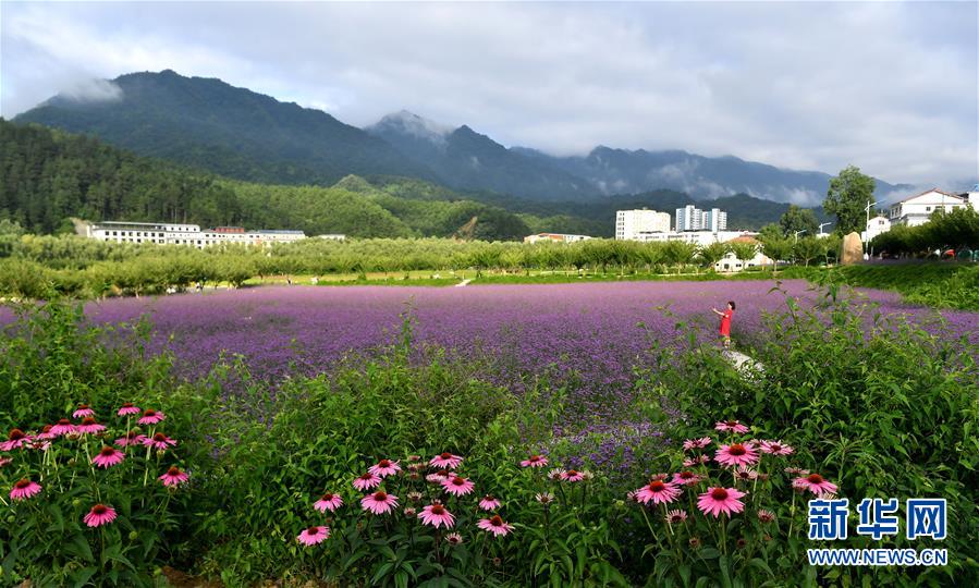 7月1日，市民在位于留坝县城的金水湾花海游玩。 近日，陕西省汉中市留坝县金水湾花海的各类鲜花次第绽放，绚丽缤纷。 新华社记者 刘潇 摄