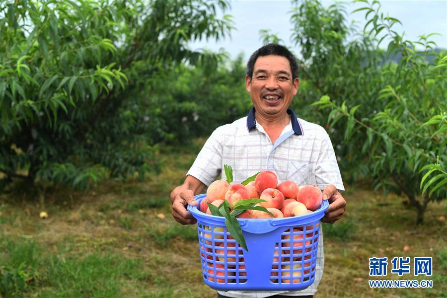 7月1日，吴天成在给鸡喂食。 重庆市万州区高梁镇天鹅村吴天成一家曾是贫困户，靠种些粮食为生。近年来，在政府的引导和帮助下，吴天成一家发展起水蜜桃和家禽养殖产业，年收入约8万元，生活条件逐步改善。 新华社记者 王全超 摄