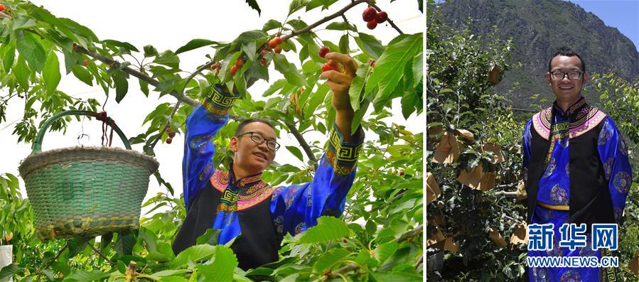 这是一张拼版照片：左图为6月11日，理县桃坪镇佳山村村民龙庭恒在采摘樱桃；右图为6月11日，理县桃坪镇佳山村村民龙庭恒在种植的糖心苹果树旁留影。新华社记者 刘坤 摄