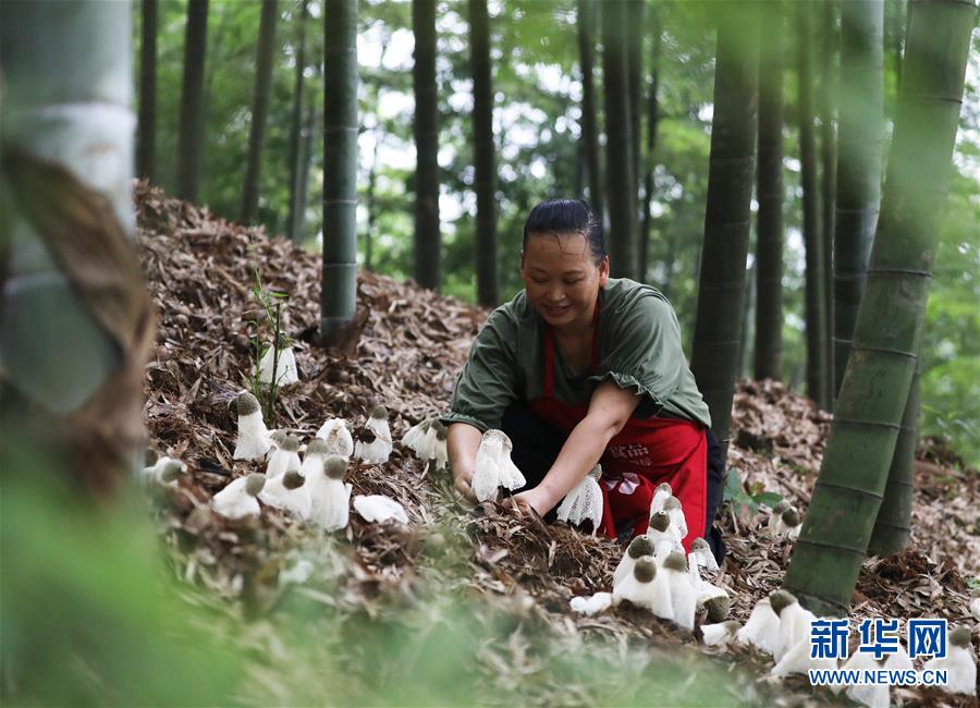 #(经济)(1)贵州赤水:林下经济助农增收