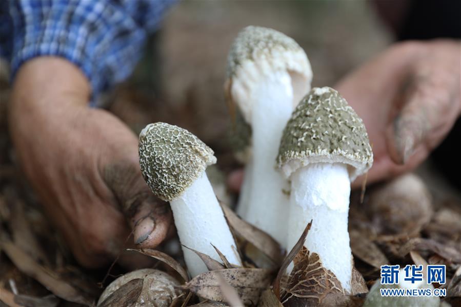 #(经济)(2)贵州赤水:林下经济助农增收
