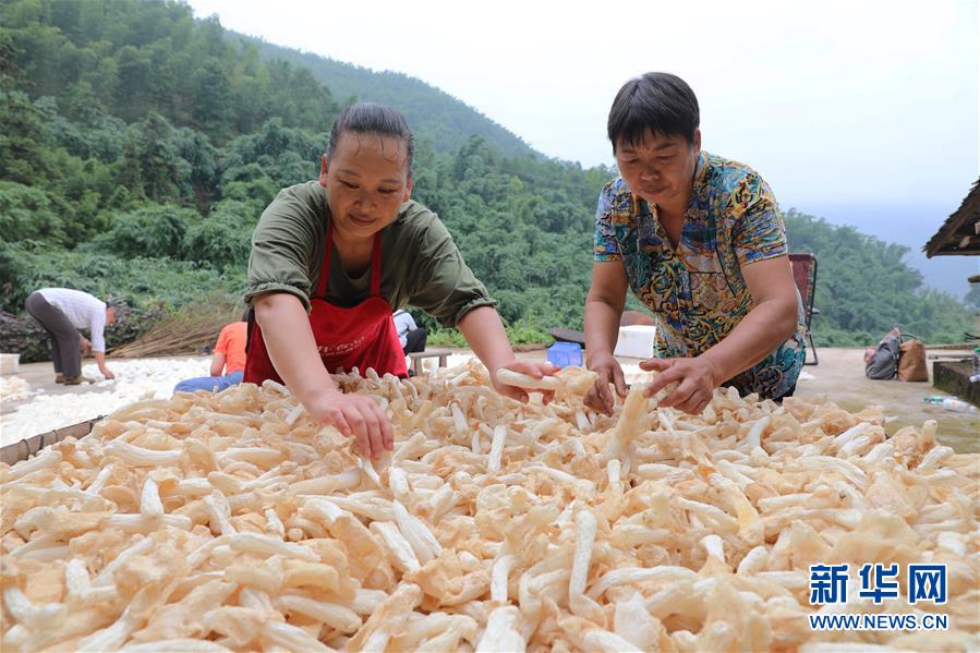 #（经济）（4）贵州赤水：林下经济助农增收