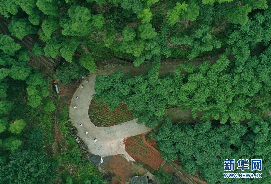 #（经济）（5）贵州赤水：林下经济助农增收