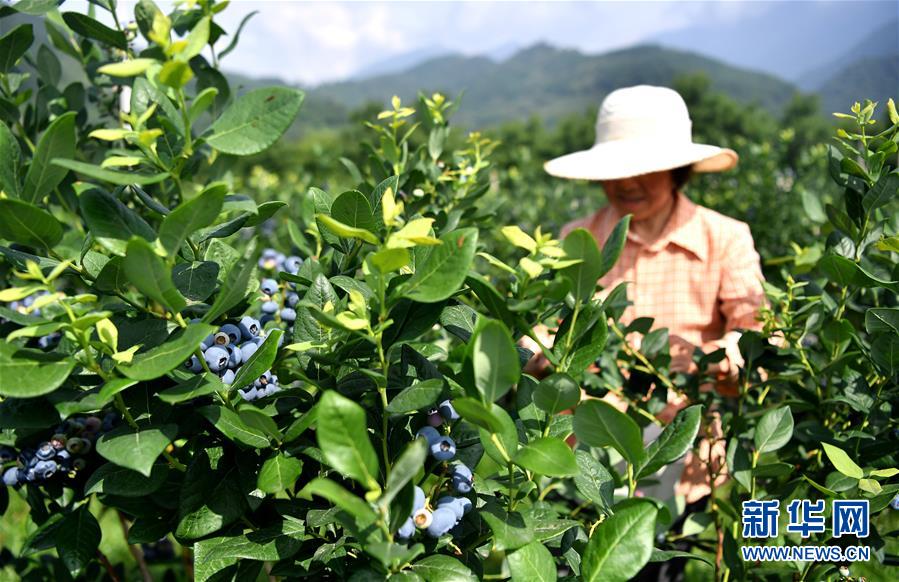 7月5日，在陕西太白县桃川镇杨下村蓝莓产业脱贫示范园内，工人在采摘蓝莓。该示范园目前种植蓝莓近600亩，通过入园务工、土地流转、辐射引领等方式带动群众增收。 近年来，地处秦岭腹地的陕西省太白县充分利用山地多、海拔高、昼夜温差大等生态资源优势，大力发展莓类产业，形成组培育苗、大田示范、冷链储运、体验采摘等莓类产品开发全产业链。2020年，当地共种植蓝莓、草莓、树莓等2000余亩，预计产值近2亿元。 新华社记者 刘潇 摄