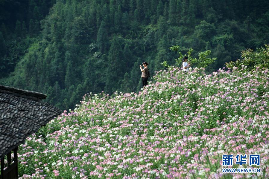 7月6日，游客在龙胜各族自治县泗水乡周家村布尼梯田鲜花丛中拍照。 近日，广西龙胜各族自治县泗水乡周家村布尼梯田种植的近千亩鲜花竞相开放，美不胜收。 新华社记者 陆波岸 摄