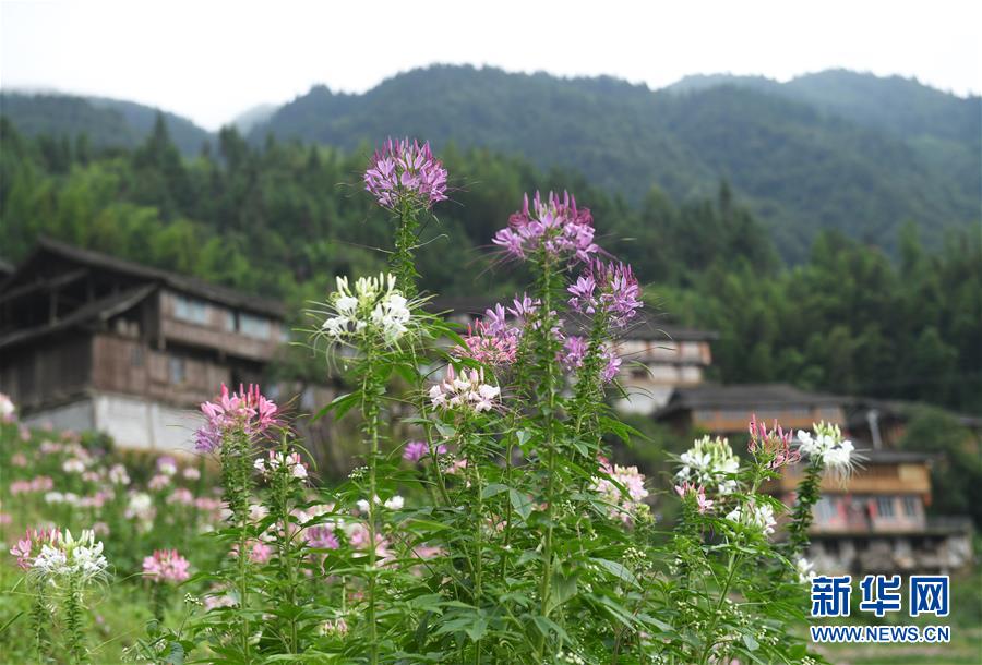 7月6日拍摄的龙胜各族自治县泗水乡周家村布尼梯田盛开的鲜花。 近日，广西龙胜各族自治县泗水乡周家村布尼梯田种植的近千亩鲜花竞相开放，美不胜收。 新华社记者 陆波岸 摄