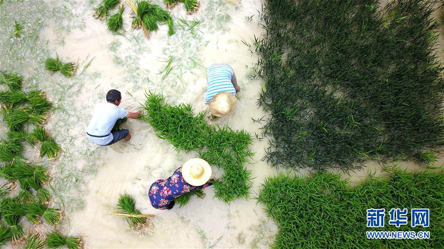 杨卓林（左）在贵州省榕江县仁里乡太元村的一片秧田里扯秧苗（6月4日摄，无人机照片）。 新华社发（王炳真 摄）